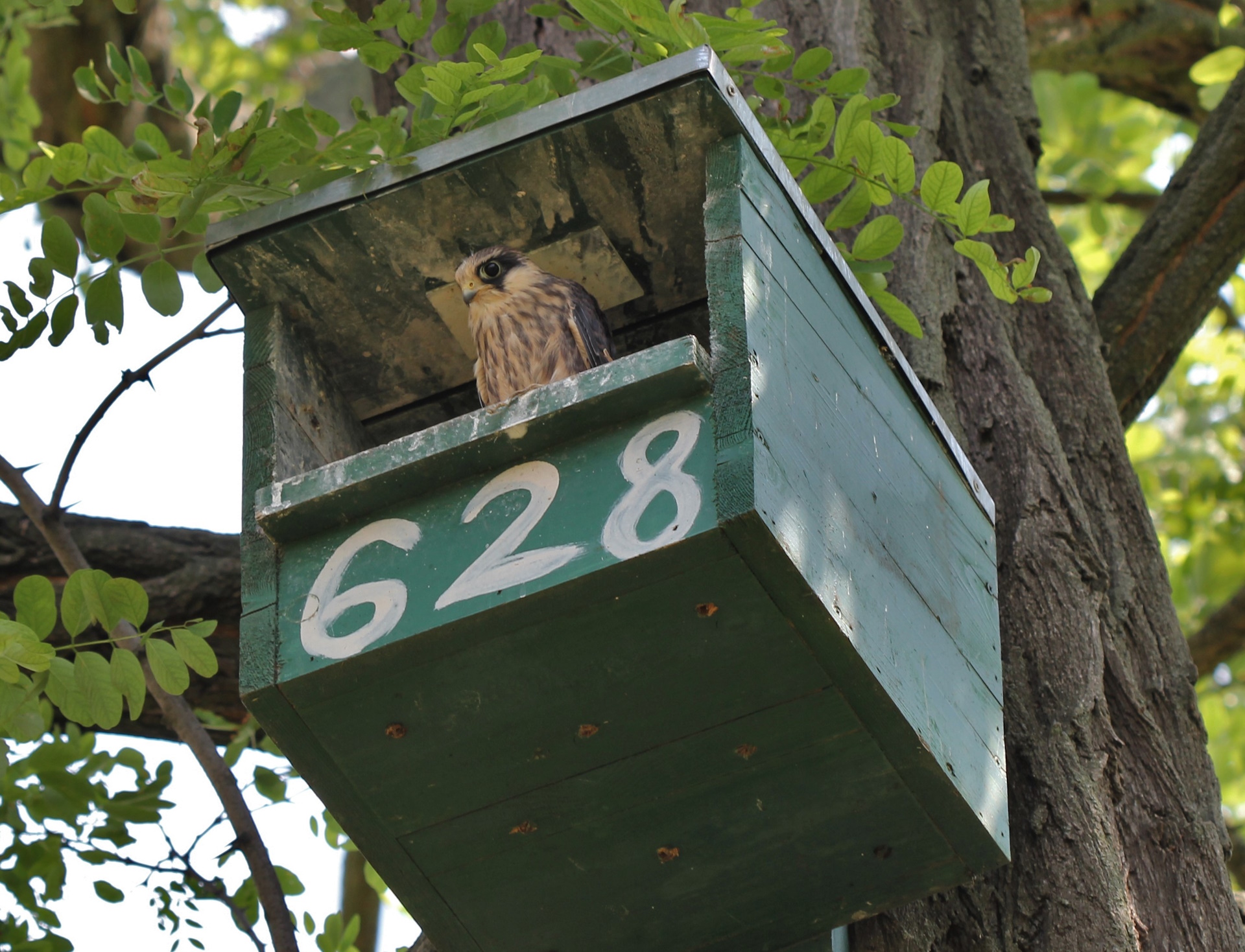 32. kép Kék vércse számára kihelyezett mesterséges költőládában.jpg